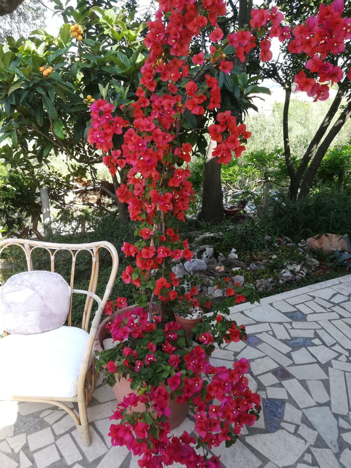 Mediterranean garden
