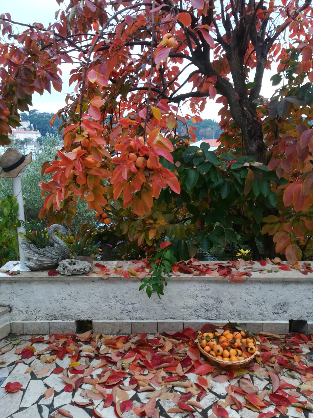 Mediterranean garden
