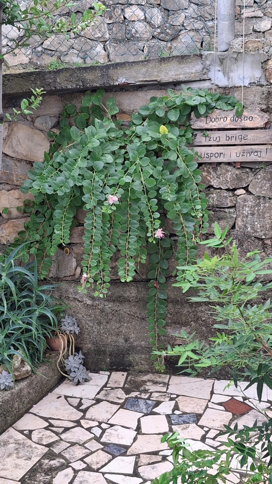 Mediterranean garden